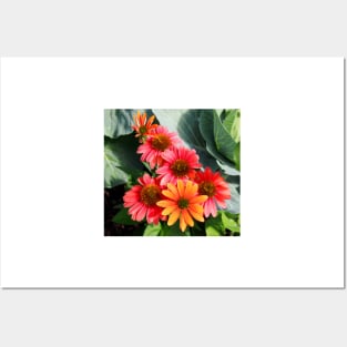 Cheyenne Spirit Echinacea Flowers in the Summer Garden Posters and Art